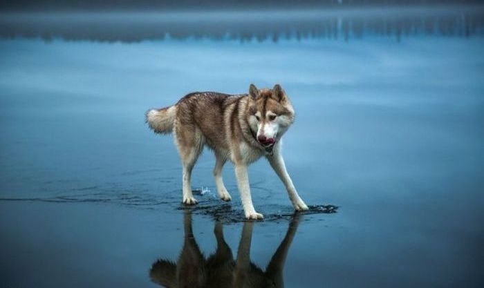 Siberian Husky on a frozen lake