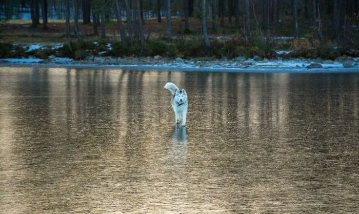 Siberian Husky on a frozen lake