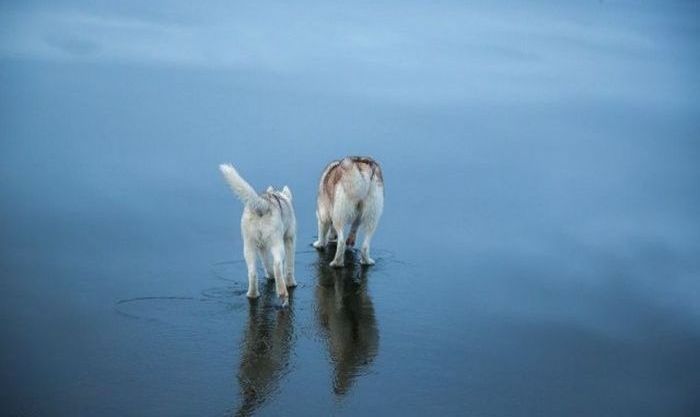 Siberian Husky on a frozen lake