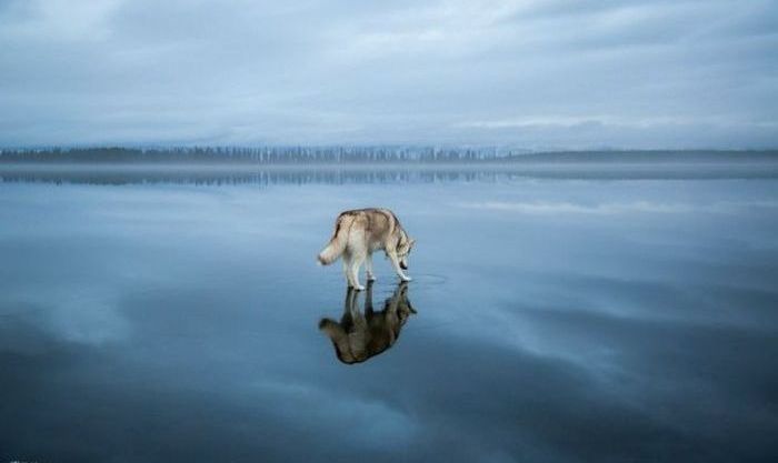 Siberian Husky on a frozen lake