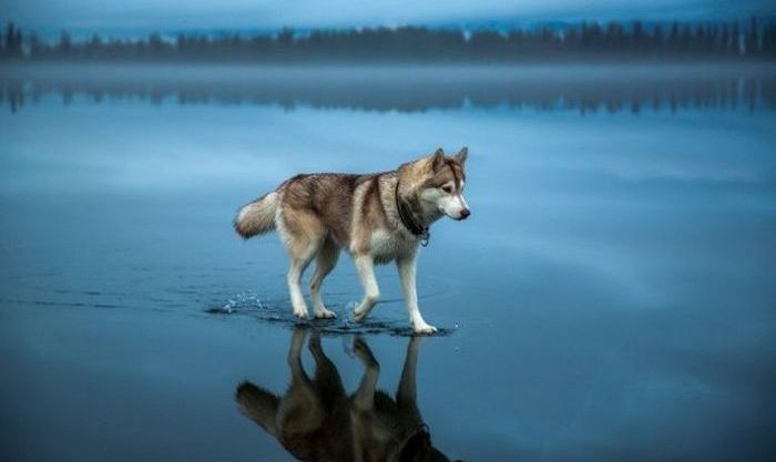 Siberian Husky on a frozen lake