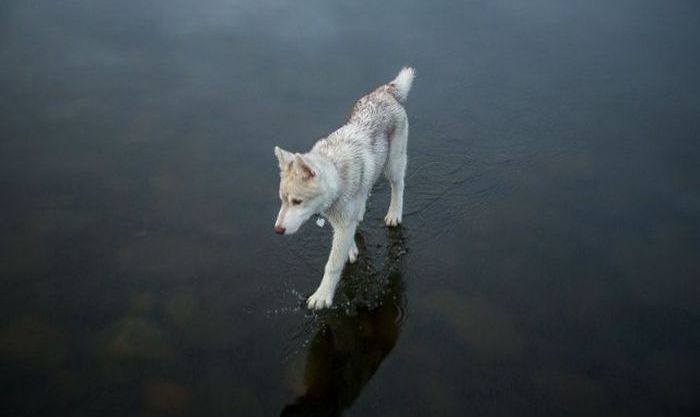 Siberian Husky on a frozen lake