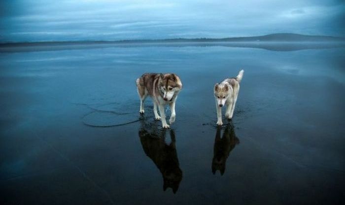 Siberian Husky on a frozen lake