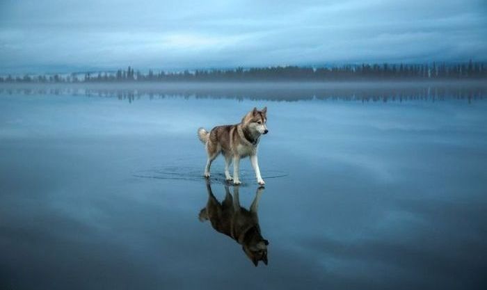 Siberian Husky on a frozen lake