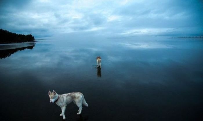 Siberian Husky on a frozen lake