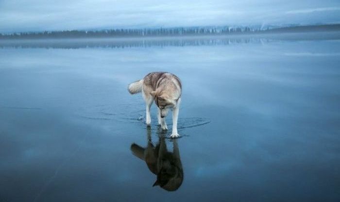 Siberian Husky on a frozen lake