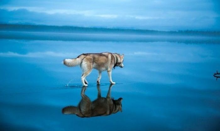 Siberian Husky on a frozen lake