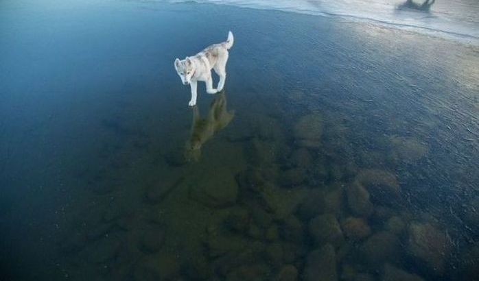 Siberian Husky on a frozen lake