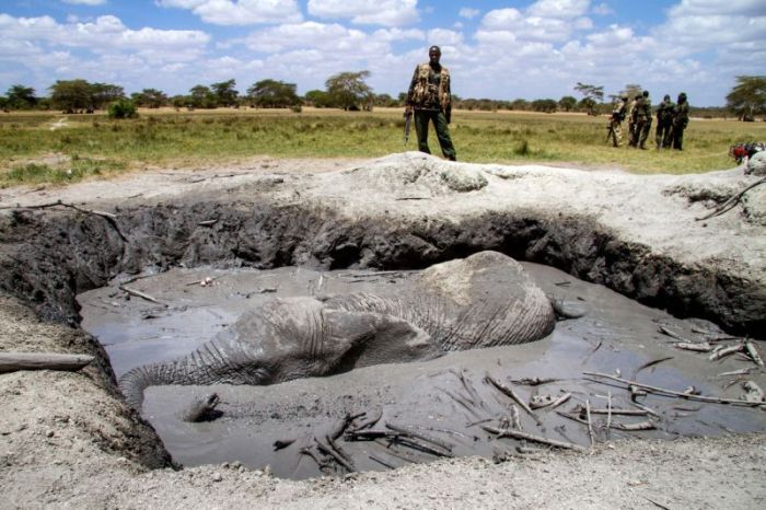 rescue of an elephant stuck in mud