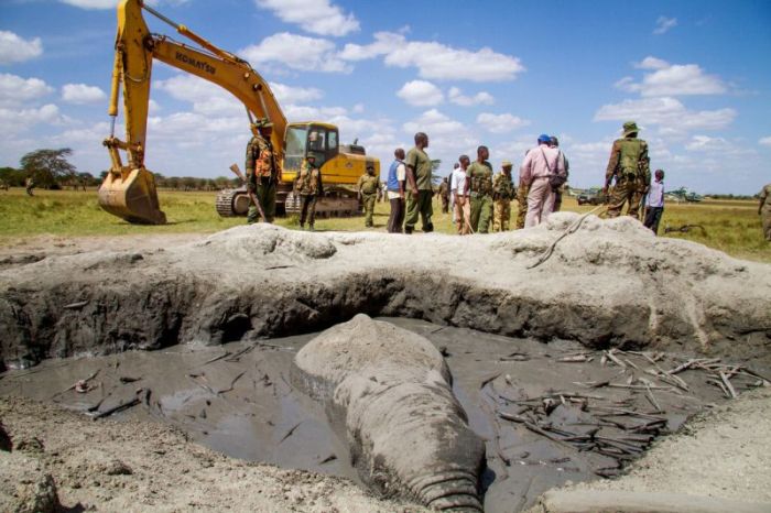 rescue of an elephant stuck in mud