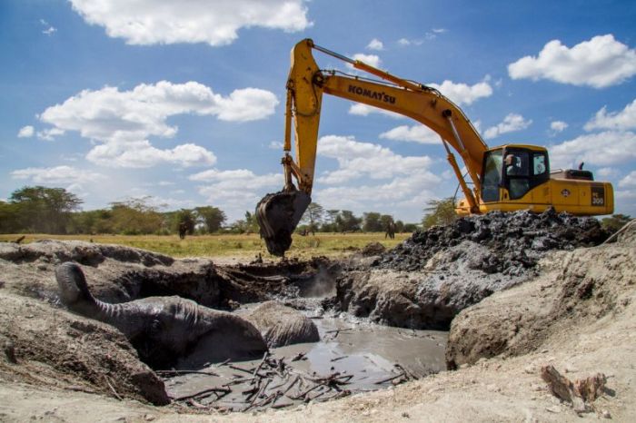 rescue of an elephant stuck in mud