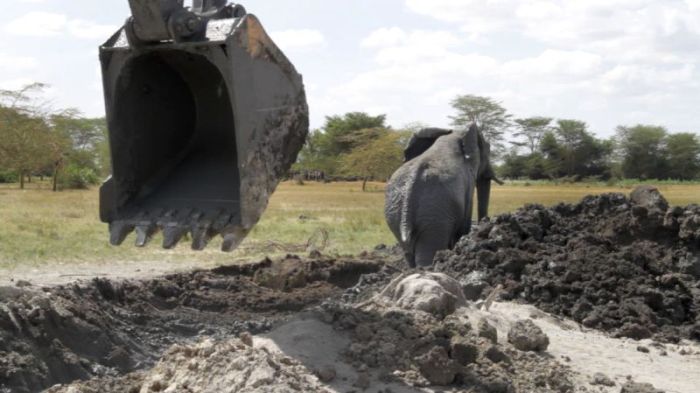 rescue of an elephant stuck in mud