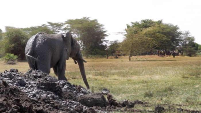 rescue of an elephant stuck in mud