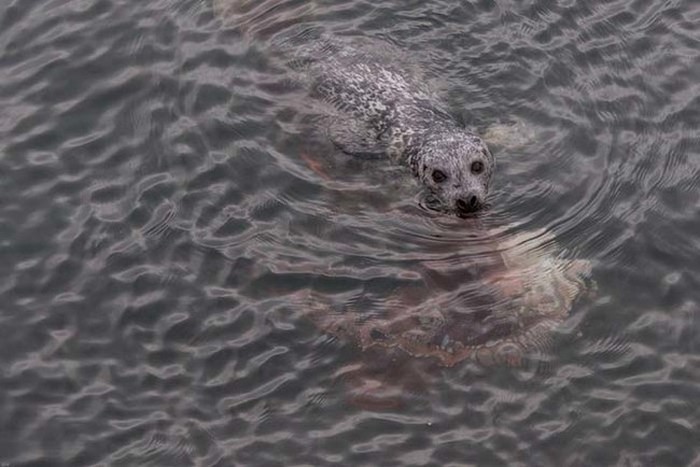 Harbor seal against a giant octopus, Ogden Point, Victoria, British Columbia, Canada