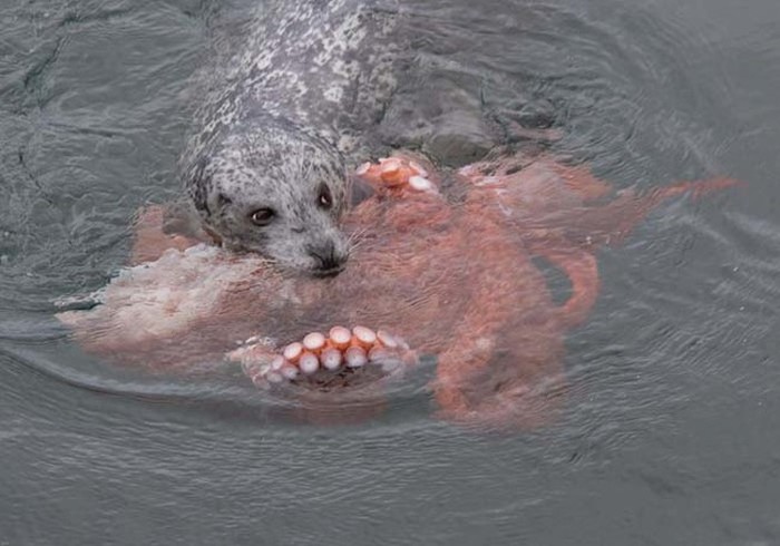 Harbor seal against a giant octopus, Ogden Point, Victoria, British Columbia, Canada