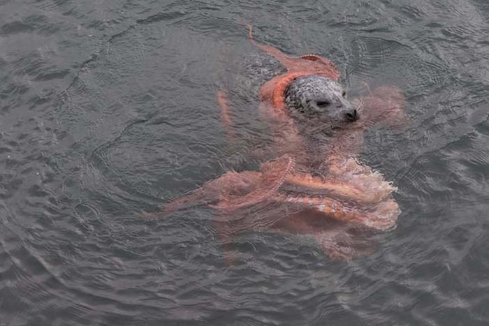 Harbor seal against a giant octopus, Ogden Point, Victoria, British Columbia, Canada