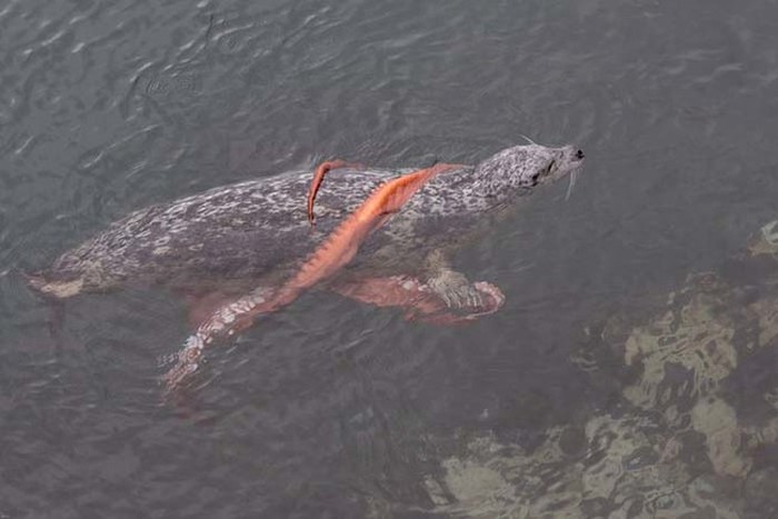 Harbor seal against a giant octopus, Ogden Point, Victoria, British Columbia, Canada