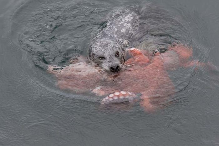 Harbor seal against a giant octopus, Ogden Point, Victoria, British Columbia, Canada