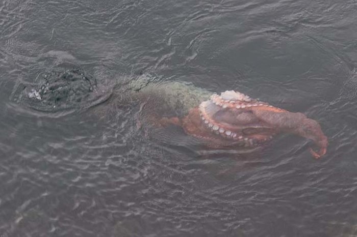 Harbor seal against a giant octopus, Ogden Point, Victoria, British Columbia, Canada