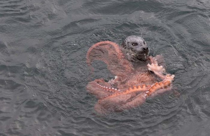 Harbor seal against a giant octopus, Ogden Point, Victoria, British Columbia, Canada