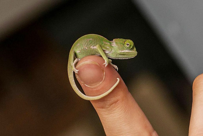 Baby chamaeleons, Taronga Zoo, Sydney, New South Wales, Australia