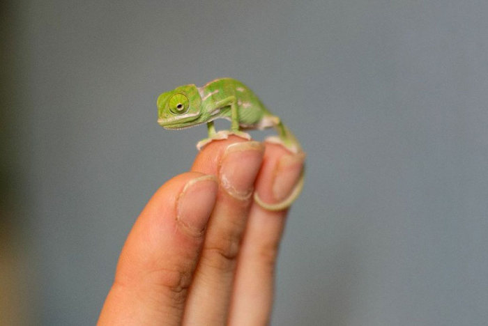 Baby chamaeleons, Taronga Zoo, Sydney, New South Wales, Australia