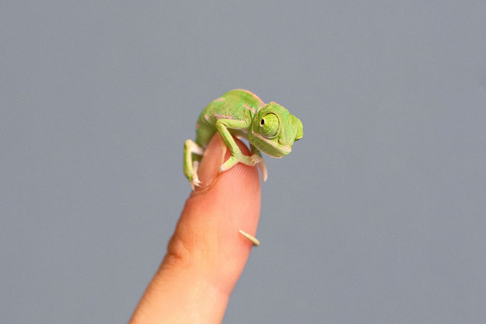 Baby chamaeleons, Taronga Zoo, Sydney, New South Wales, Australia