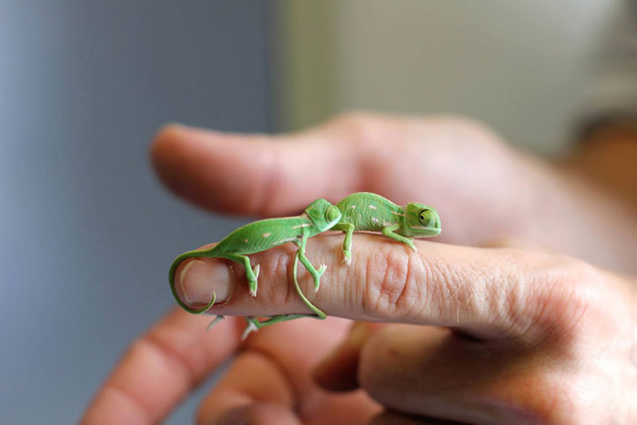 Baby chamaeleons, Taronga Zoo, Sydney, New South Wales, Australia