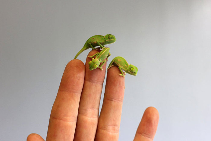 Baby chamaeleons, Taronga Zoo, Sydney, New South Wales, Australia