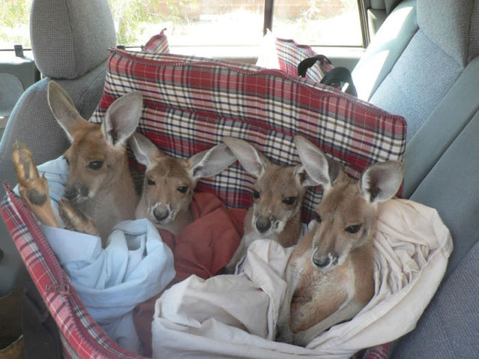 orphaned baby kangaroos