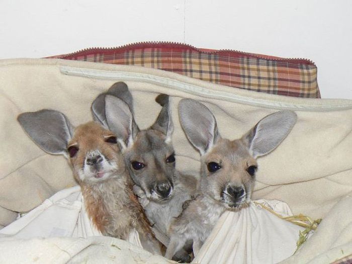 orphaned baby kangaroos