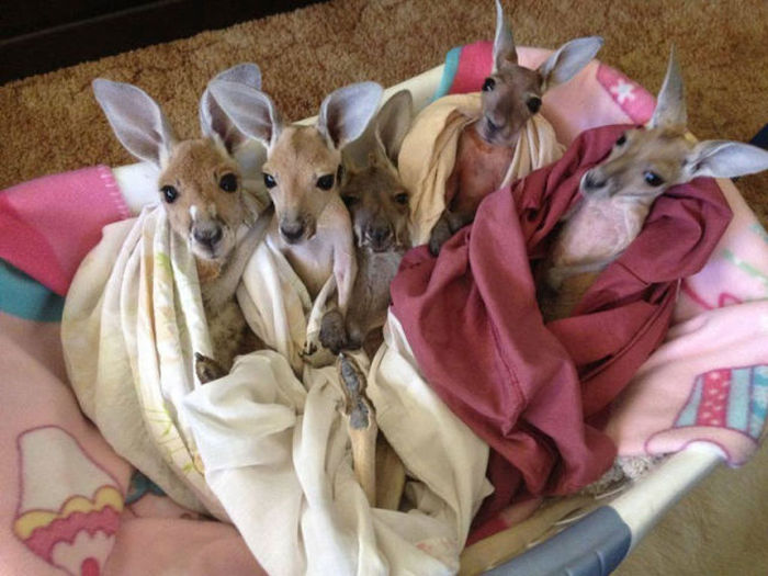 orphaned baby kangaroos