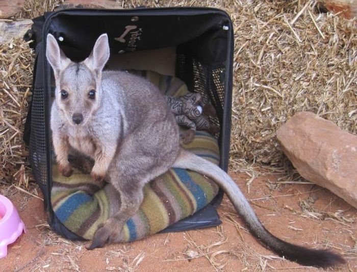 orphaned baby kangaroos