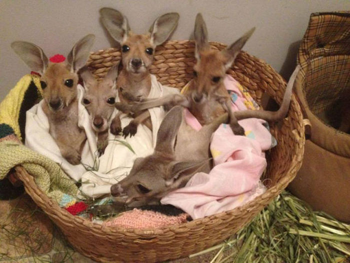orphaned baby kangaroos
