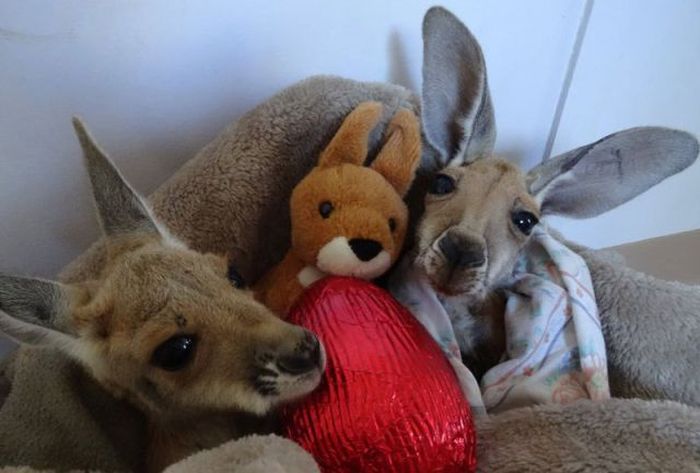 orphaned baby kangaroos