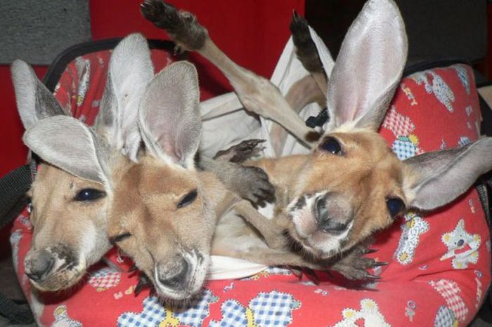 orphaned baby kangaroos