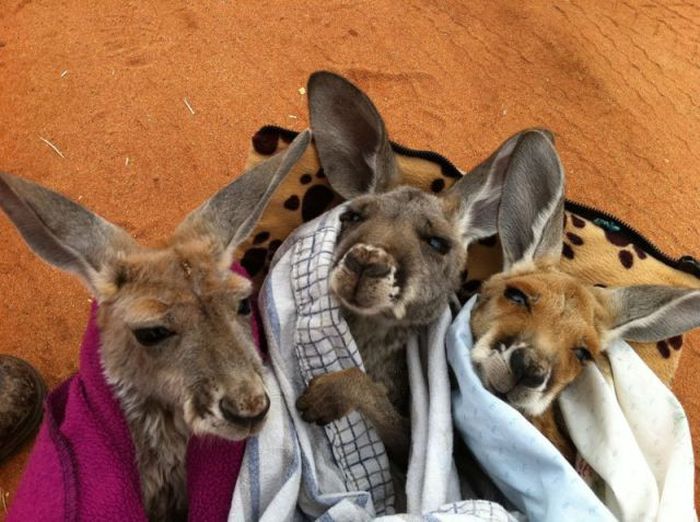 orphaned baby kangaroos