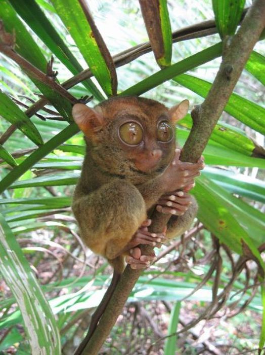 philippine tarsier