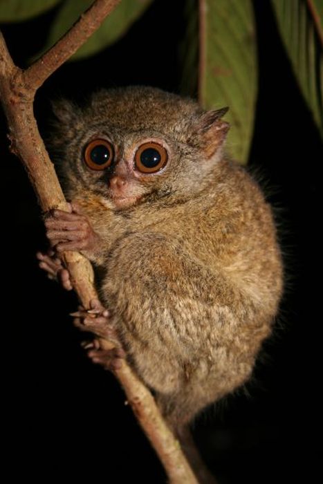 philippine tarsier