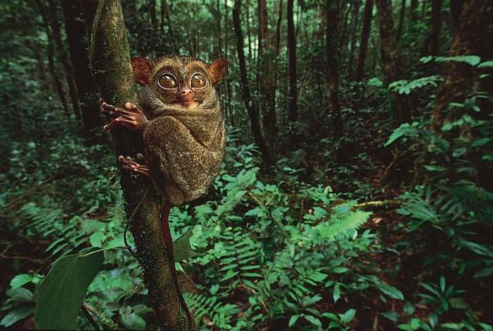 philippine tarsier