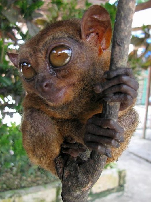 philippine tarsier