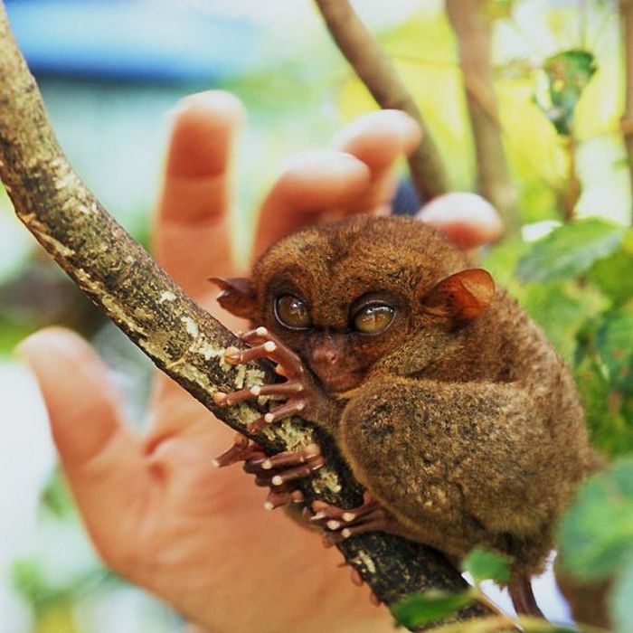 philippine tarsier