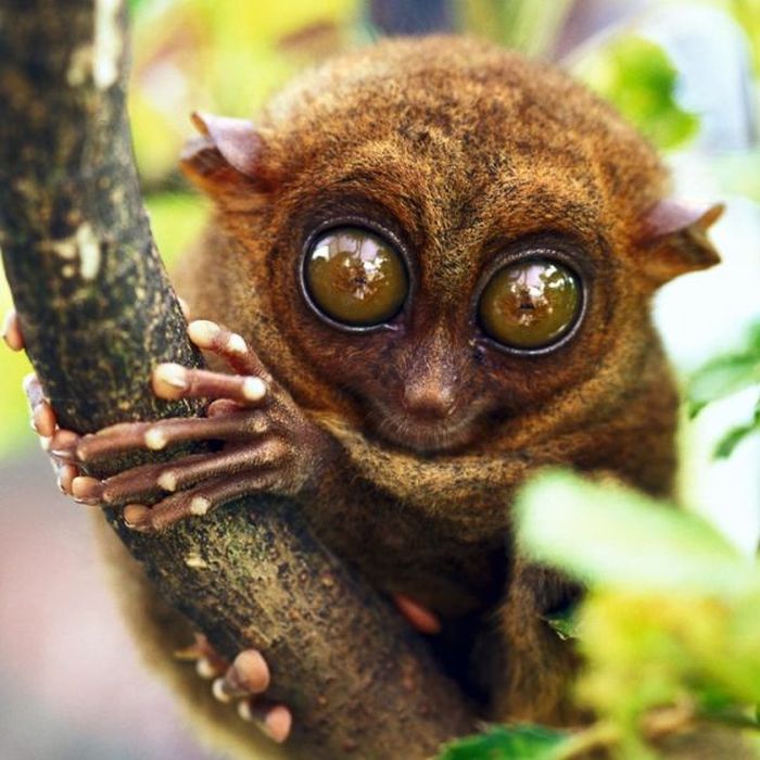 philippine tarsier