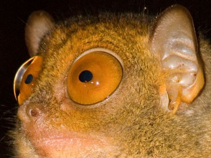 philippine tarsier