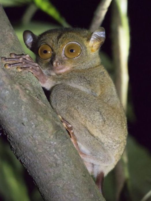 philippine tarsier