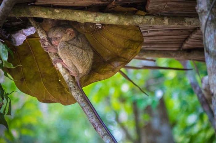 philippine tarsier