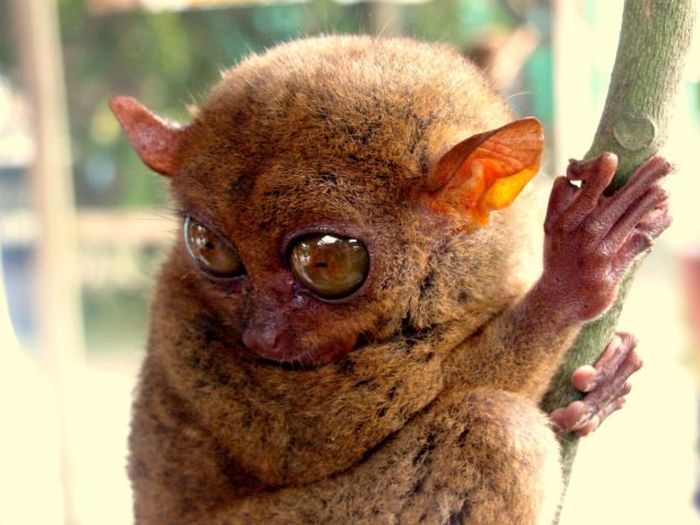 philippine tarsier