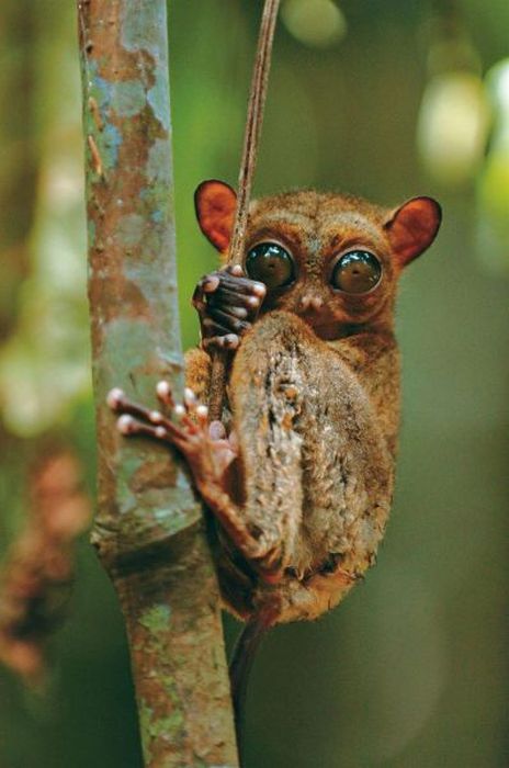 philippine tarsier