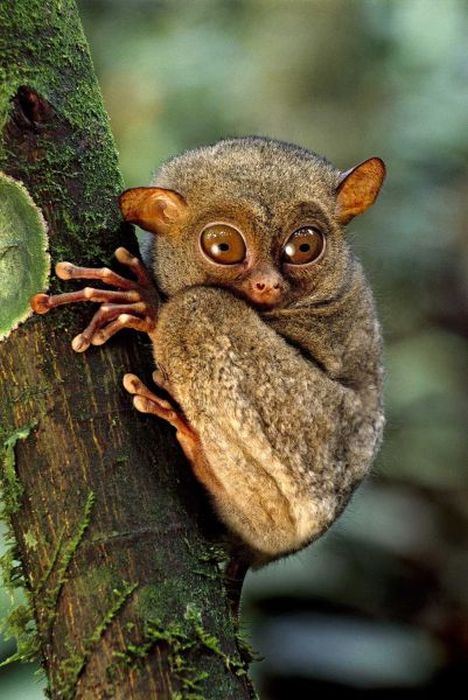 philippine tarsier