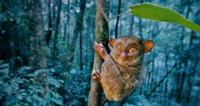 philippine tarsier